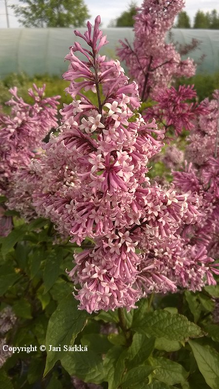 Syringa x henryi Julia puistosyreeni